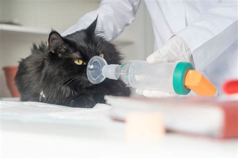 It works very well when loved ones are near and when vein. . Benadryl to euthanize a cat